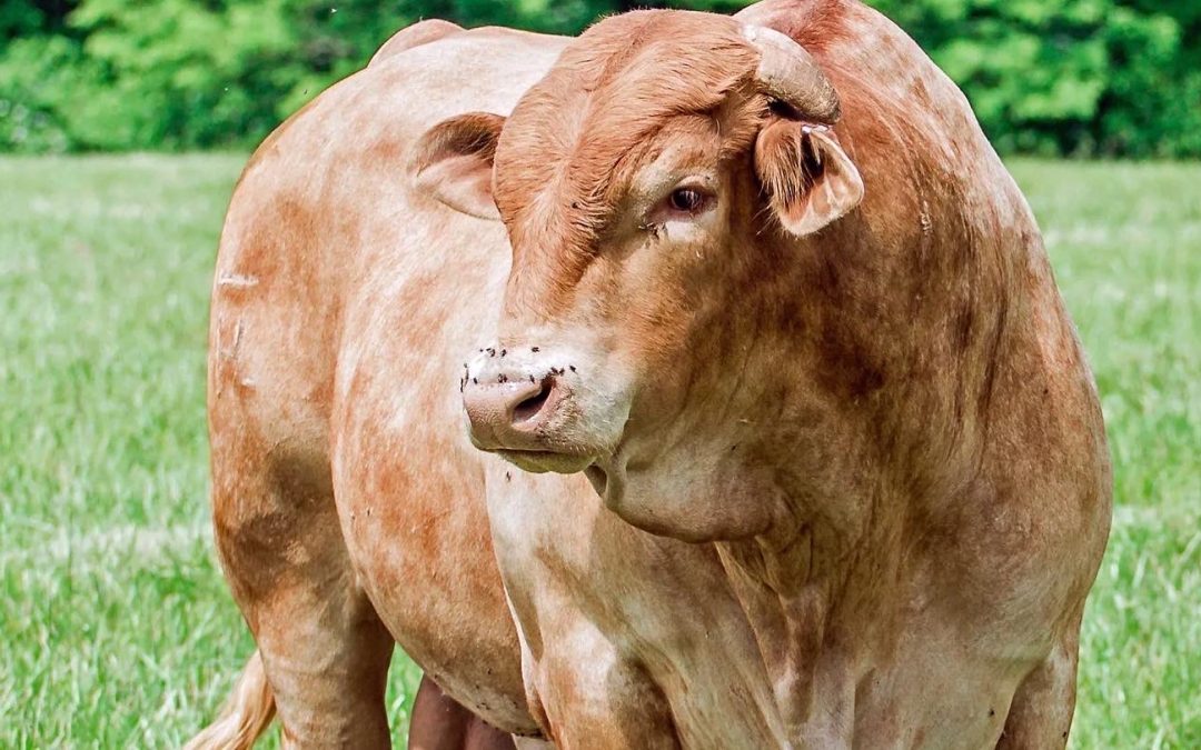 Beefmasters: Una Raza 6X6