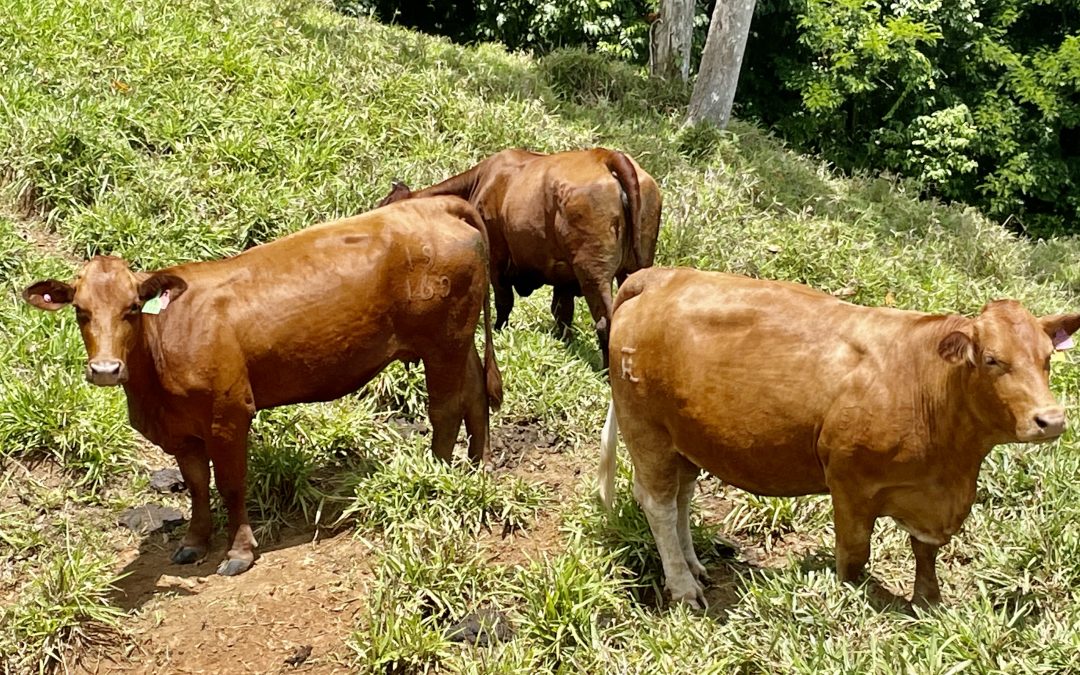 ¿Será que los Beefmasters son más rentables?