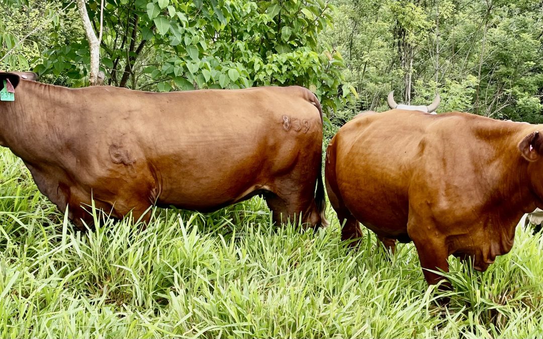Del desierto al potencial: repensando la genética Beefmaster