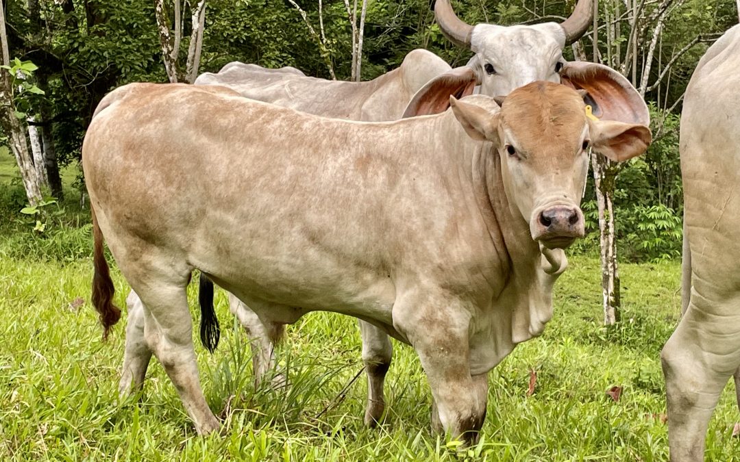 Heterosis retenida: el beneficio silencioso que puede transformar la rentabilidad de la ganadería en Costa Rica