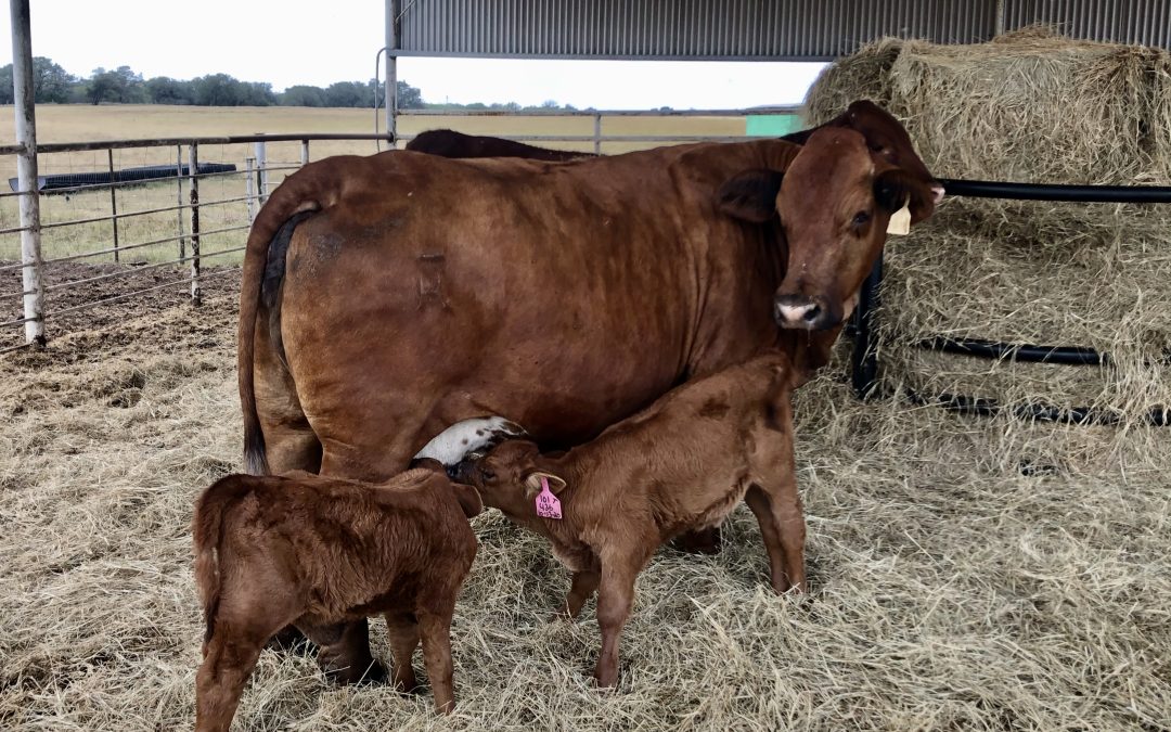 Producción de Leche