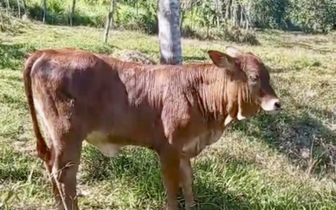 De la Tradición a la Transformación: Mi Camino de Brahman a Beefmaster